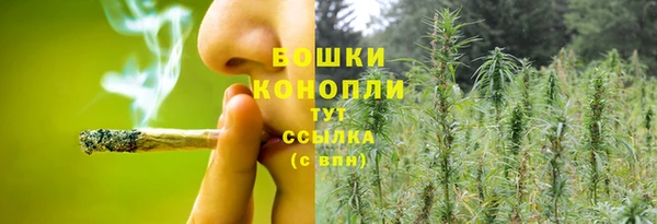 прущие грибы Аркадак