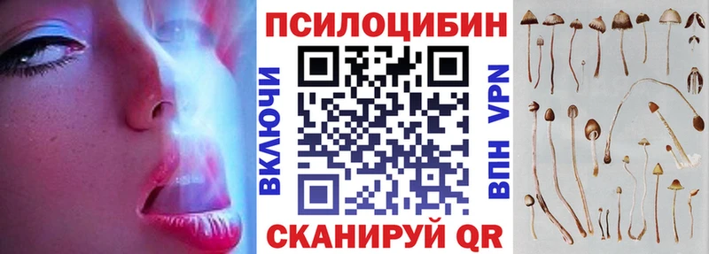 блэк спрут ТОР  Нестеров  Псилоцибиновые грибы Cubensis 